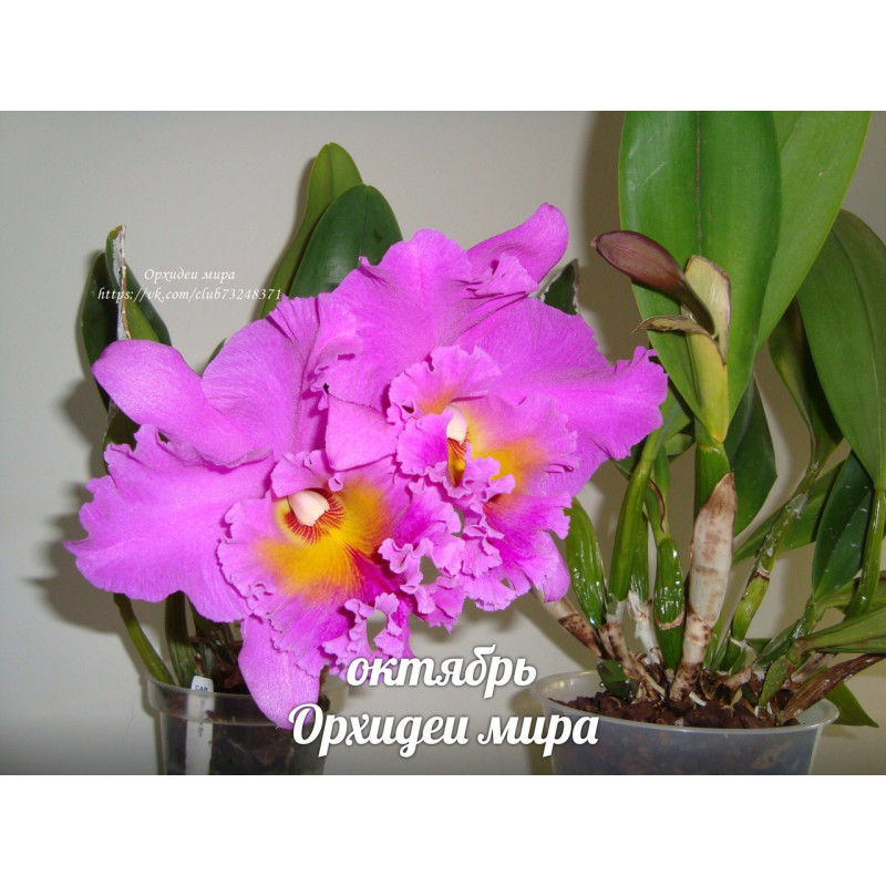 ꧁蝶よ花よ..恋桜.*ೄ ❀´-꧂ 専用✨calling❣️皇✨ Орхидея Blc. Pink Empress Ju-Sen - купить, доставка Украина